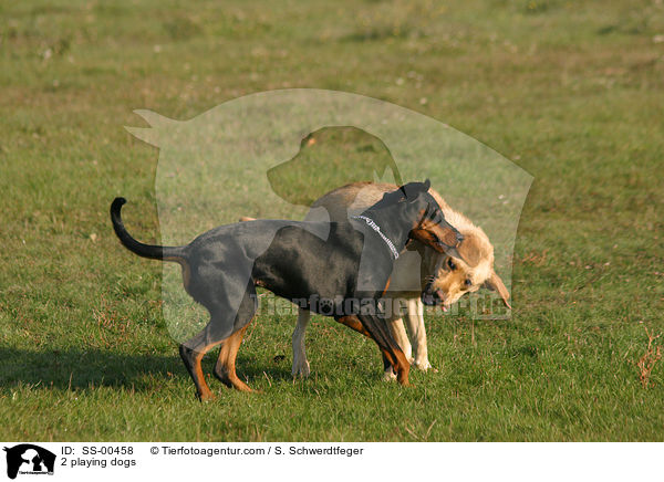 2 playing dogs / SS-00458