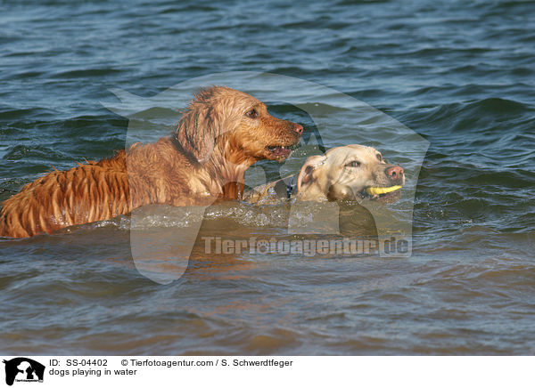 dogs playing in water / SS-04402
