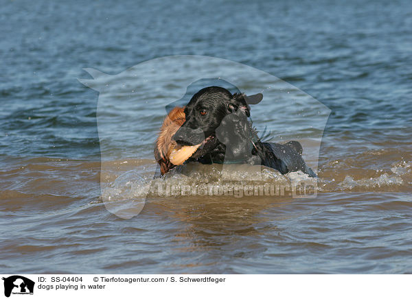 dogs playing in water / SS-04404