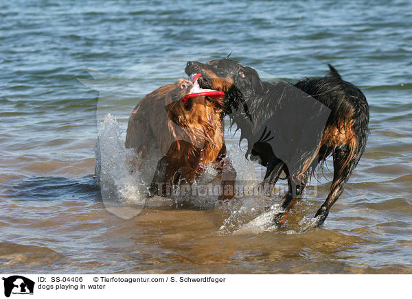 im Wasser spielende Hunde / dogs playing in water / SS-04406