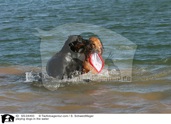 im Wasser spielende Hunde / playing dogs in the water / SS-04493