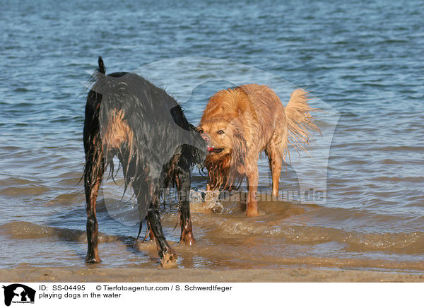 playing dogs in the water / SS-04495