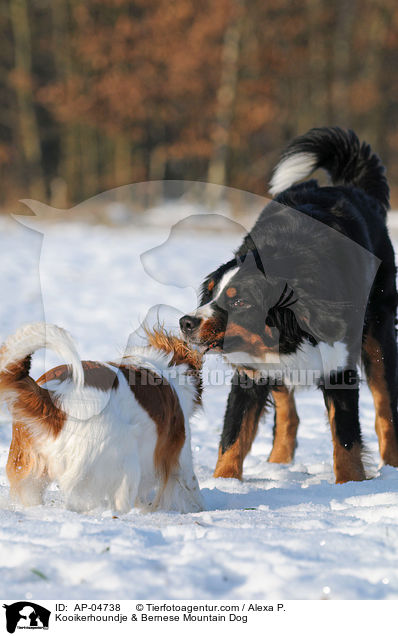 Kooikerhoundje & Bernese Mountain Dog / AP-04738