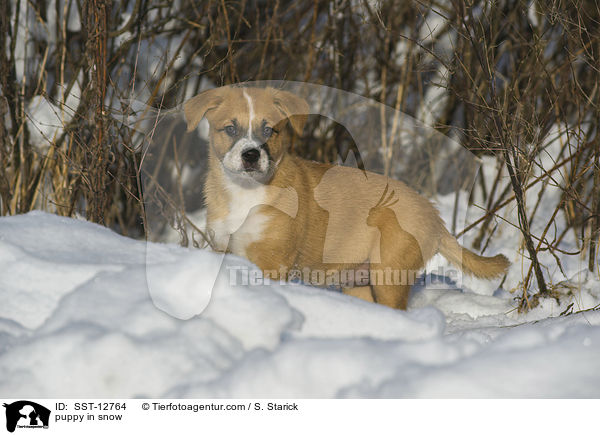 puppy in snow / SST-12764