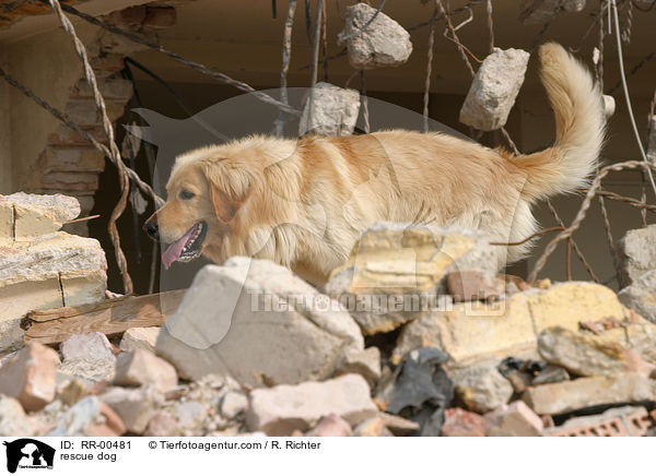 rescue dog / RR-00481