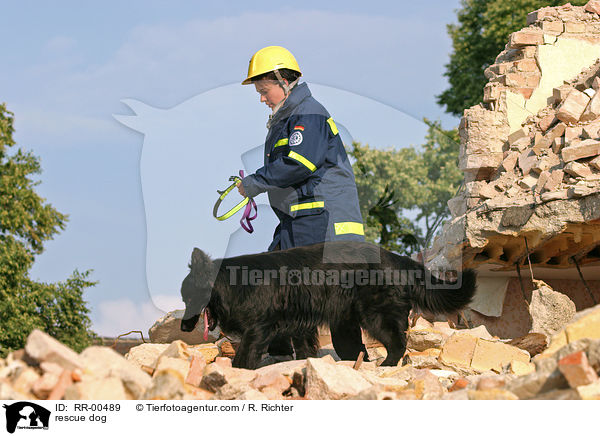 rescue dog / RR-00489