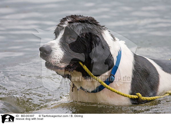 rescue dog with boat / BD-00397