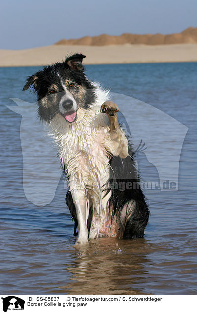 Border Collie is giving paw / SS-05837