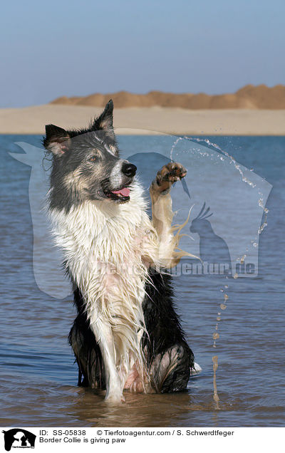 Border Collie is giving paw / SS-05838