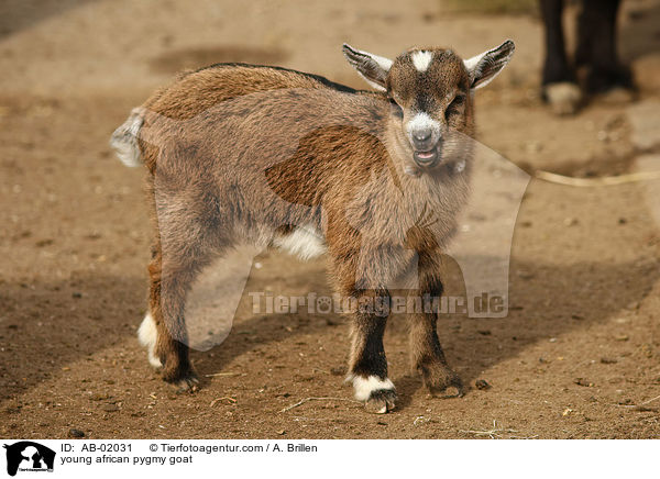 young african pygmy goat / AB-02031