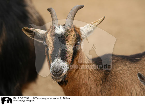 african pygmy goat / AB-02032
