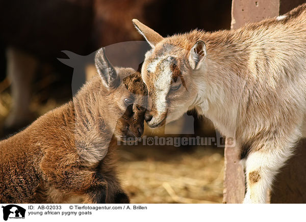 young african pygmy goats / AB-02033