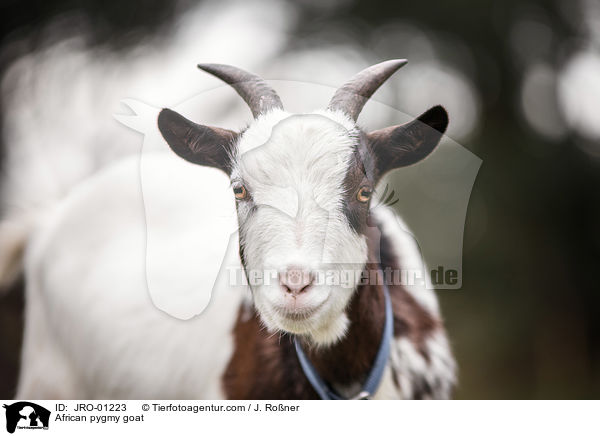 African pygmy goat / JRO-01223