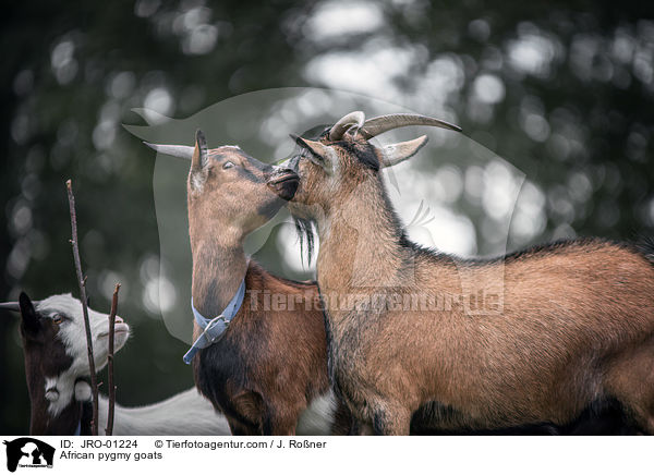 African pygmy goats / JRO-01224