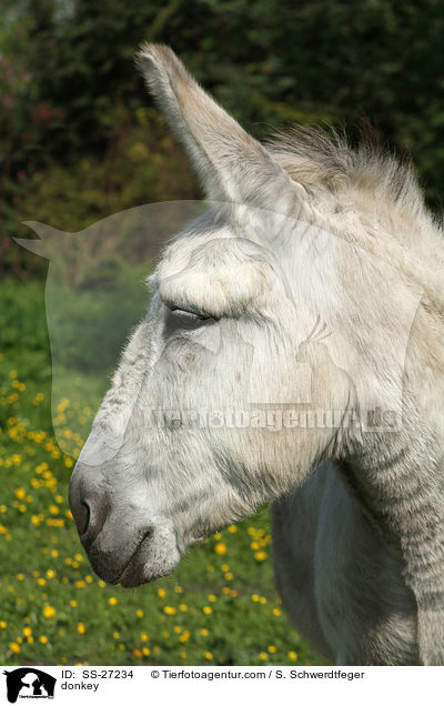 Andalusischer Riesenesel / donkey / SS-27234
