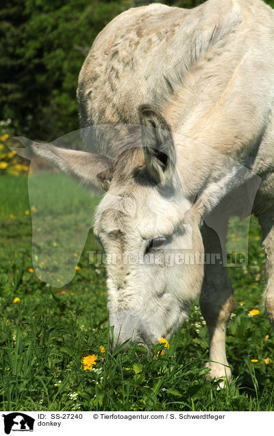 Andalusischer Riesenesel / donkey / SS-27240