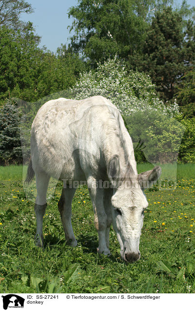 Andalusischer Riesenesel / donkey / SS-27241