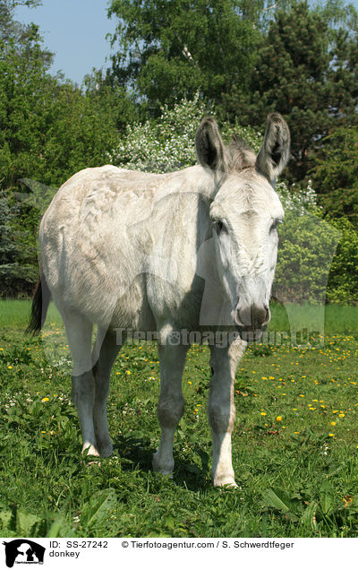 Andalusischer Riesenesel / donkey / SS-27242