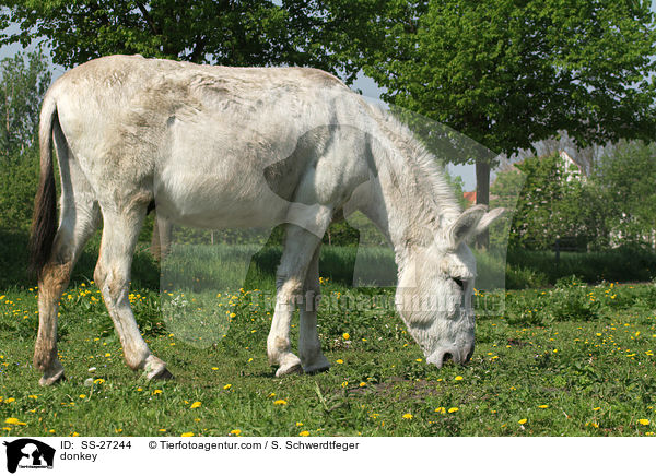 Andalusischer Riesenesel / donkey / SS-27244