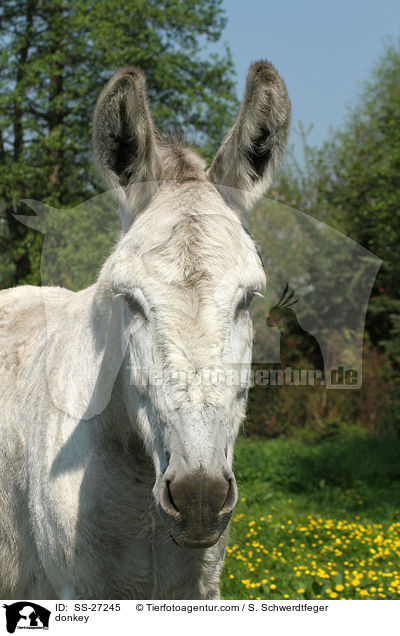Andalusischer Riesenesel / donkey / SS-27245