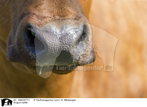 Angusrind / Angus cattle / AM-05771