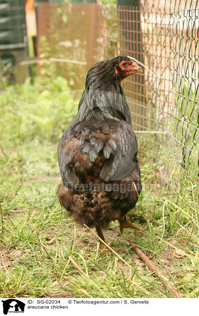 araucana chicken / SG-02034