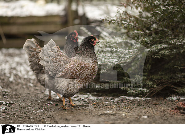 Barnevelder Chicken / TBA-02521