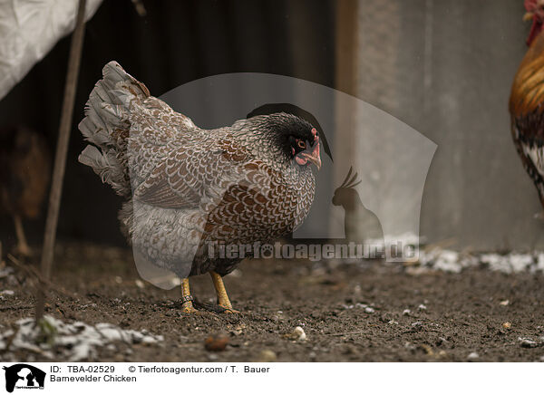 Barnevelder Chicken / TBA-02529