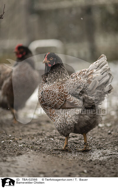 Barnevelder / Barnevelder Chicken / TBA-02566