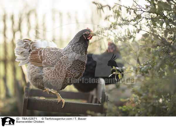 Barnevelder Hhner / Barnevelder Chicken / TBA-02671