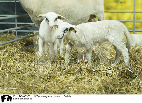 Bentheimer Landschafe / Bentheim sheeps / HBO-06353