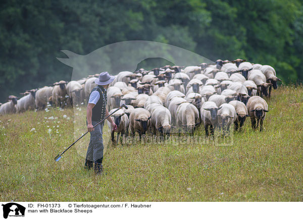 Mann mit Schwarzkopfschafe / man with Blackface Sheeps / FH-01373