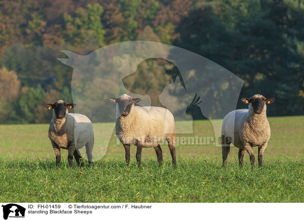 standing Blackface Sheeps / FH-01459