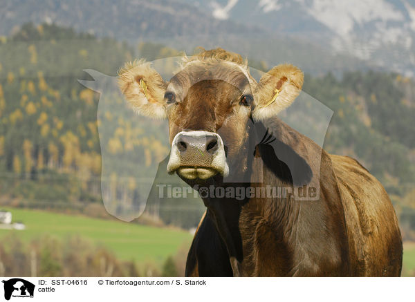 Braunvieh / cattle / SST-04616