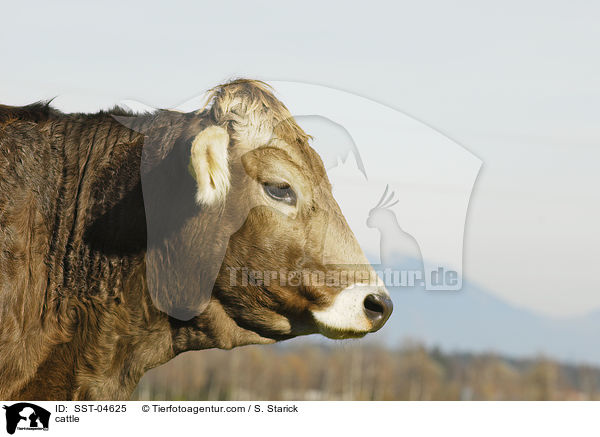 cattle / SST-04625