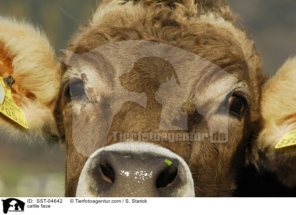 cattle face / SST-04642