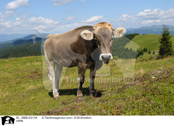 cattle / DMS-03134
