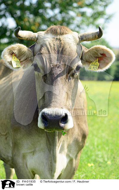 brown cattle / FH-01935