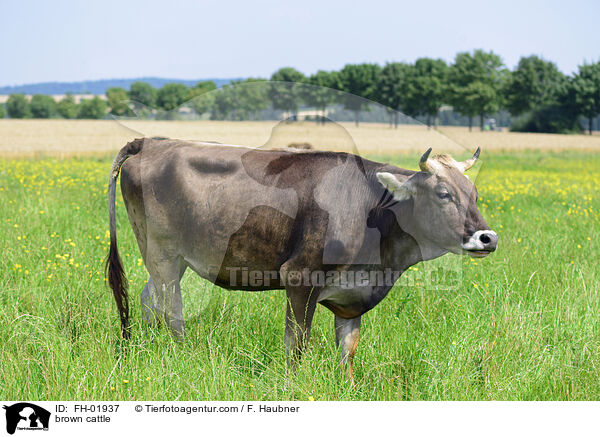 brown cattle / FH-01937
