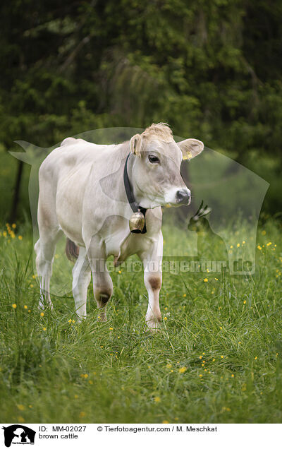 Braunvieh / brown cattle / MM-02027