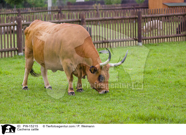 Cachena-Rind / Cachena cattle / PW-15215