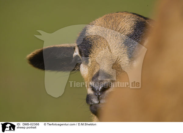 sheep portrait / DMS-02366
