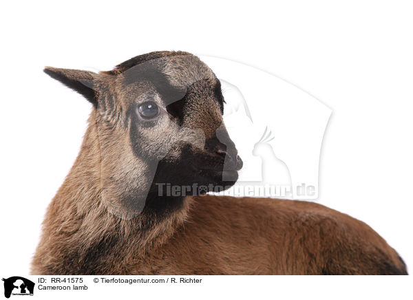 Cameroon lamb / RR-41575