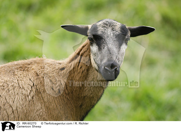 Cameroon Sheep / RR-90270