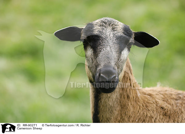 Cameroon Sheep / RR-90271