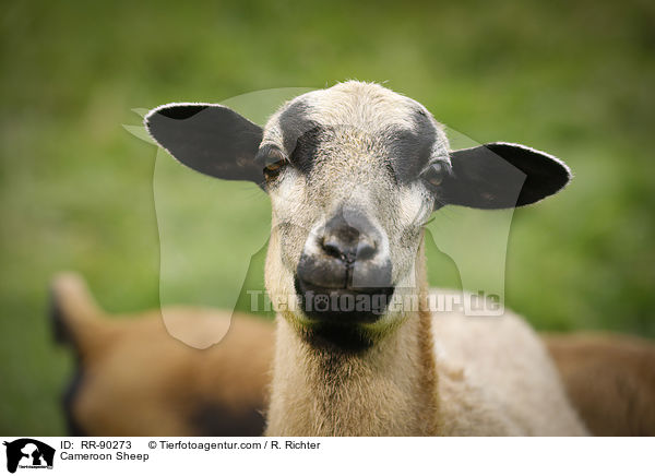 Kamerunschaf / Cameroon Sheep / RR-90273