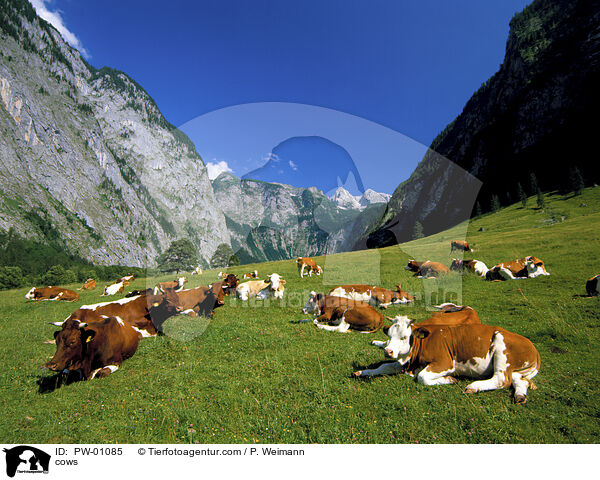 cows / PW-01085