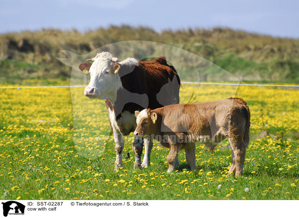 cow with calf / SST-02287