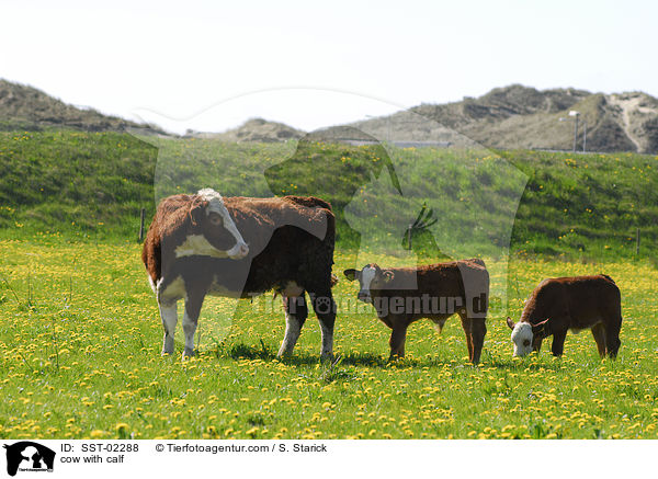 cow with calf / SST-02288