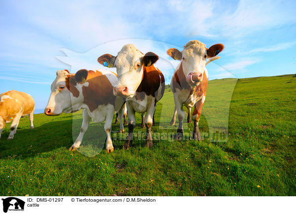 cattle / DMS-01297